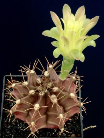 Gymnocalycium_mihanovichii_6